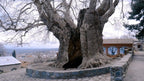 1-Day Private Tour to Telavi and Tsinandali
