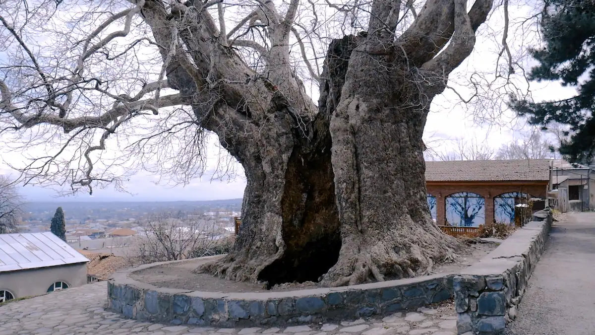 1-Day Private Tour to Telavi and Tsinandali