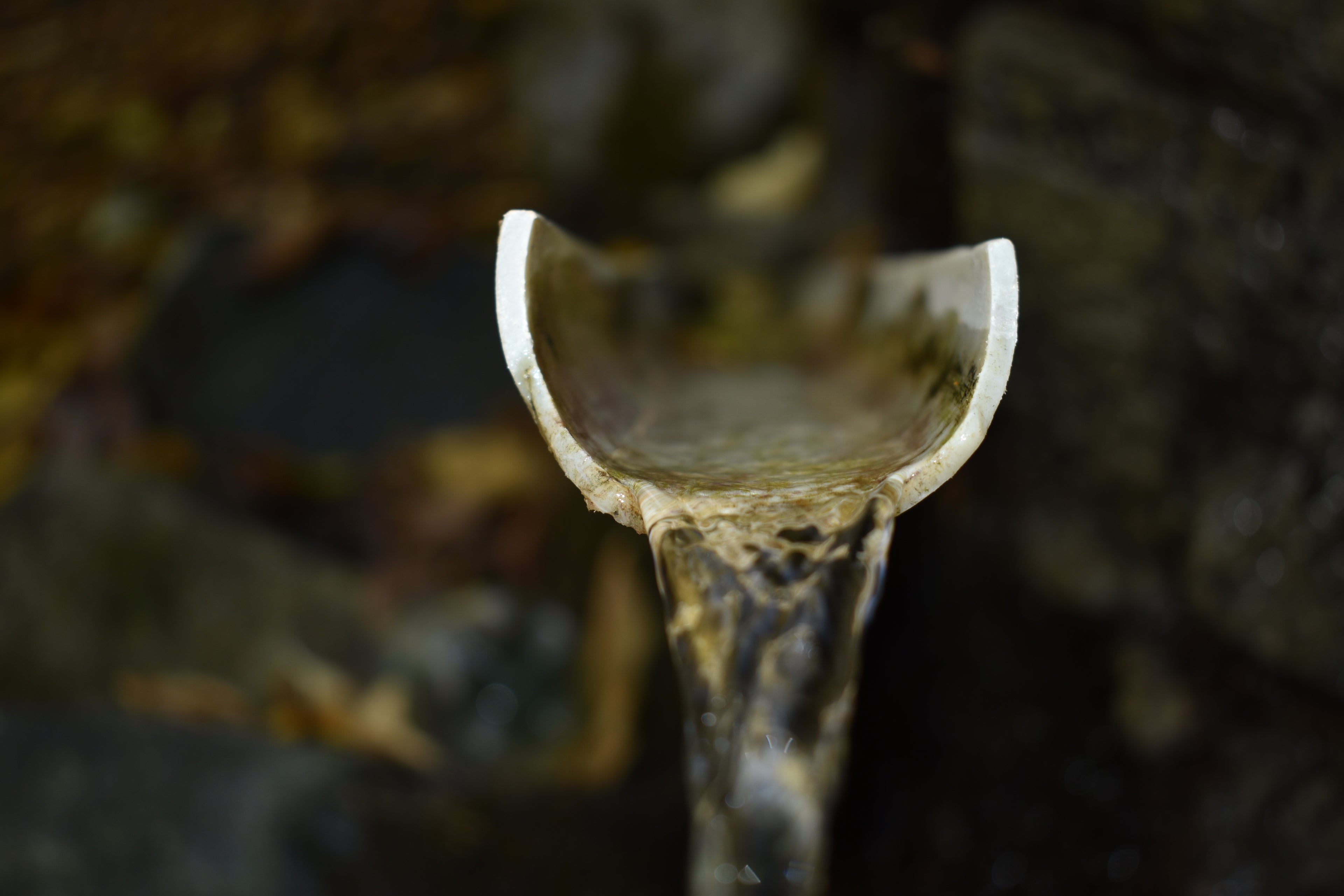 One-Day Tour to Borjomi